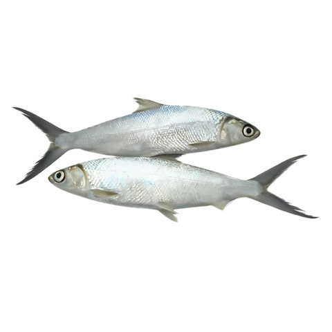 Buy Fresh Milk Fish Online Shop Fresh Food On Carrefour Uae