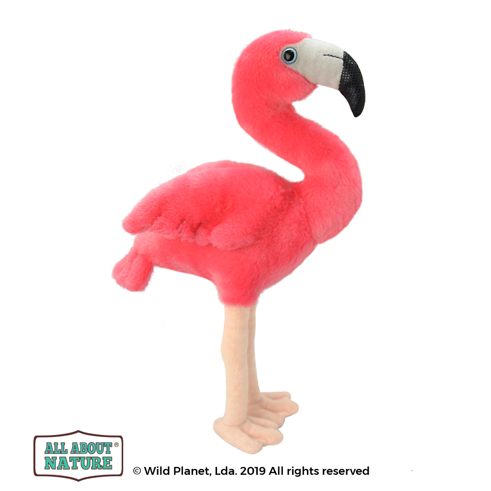 جز البشع تحرق nature planet flamingo naykhaotom.com